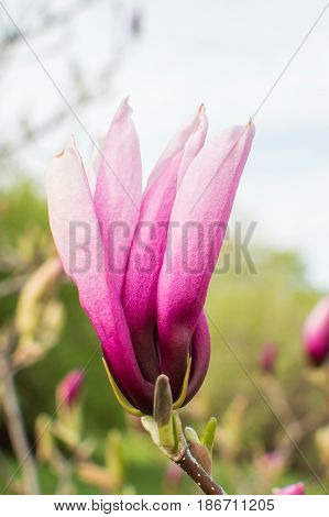 Pink Magnolia, View Of Blooming Flowers On Sunny Day