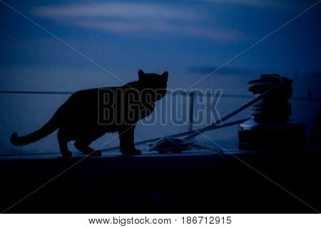 Cat walking in cockpit next to cleat and wench of sailboat at dusk anchored out in a harbor at sea near Cuttyhunk Island Massachusetts
