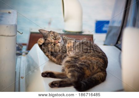 Happy kitty self bathing on sailboat deck