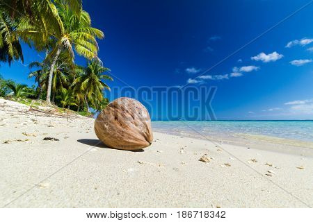coconut on white sand beach with palm trees behind