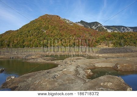 Autumn colours on the forested hillsides surrounding Laguna Verde in Conguillio National Park in Araucania, southern Chile. Stumps of dead trees in the foreground.