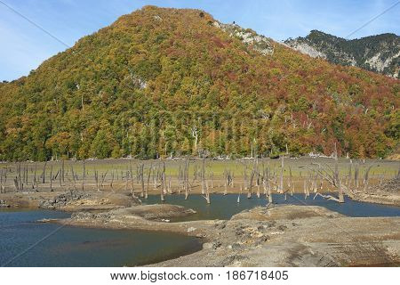 Autumn colours on the forested hillsides surrounding Laguna Verde in Conguillio National Park in Araucania, southern Chile. Stumps of dead trees in the foreground.