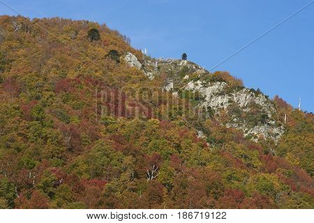 Autumn in Conguillio National Park in southern Chile. Trees in autumn foliage in the foreground; evergreen Araucania Trees (Araucaria araucana) beyond on the higher rocky mountain tops.