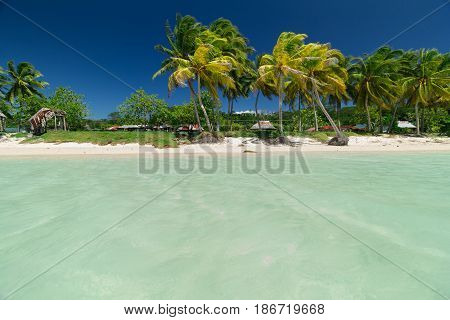 samoa white sand beach with palm trees and clear ocean