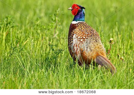 ภาพเหมือนของไก่ฟ้าสีที่ชาย