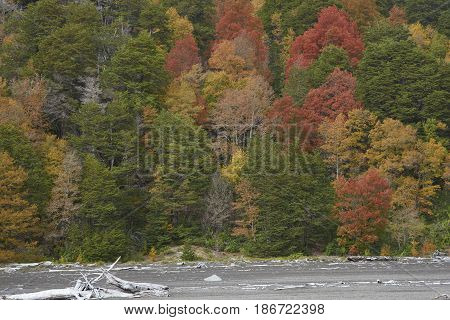 Trees covered in colourful autumn foliage rising out of the lava fields in Conguillio National Park in the Araucania region of Chile.