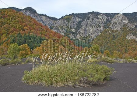 Trees covered in colourful autumn foliage rising out of the lava fields in Conguillio National Park in the Araucania region of Chile.