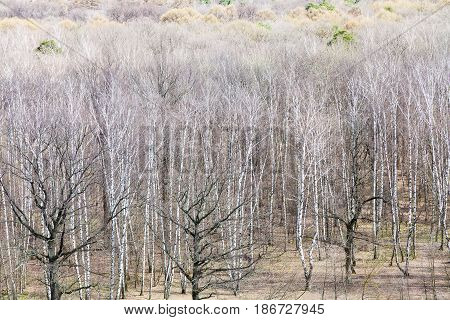 View Of Bare Birch And Oak Trees In Spring