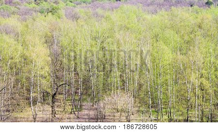 Above View Of Forest With Green Foliage In Spring
