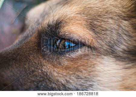 Dog's eye closeup, eye diseases in dogs, a scared mutt