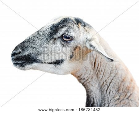 Beauriful young sheep isolated on white background. Farm animals. Sheared sheep portrait.
