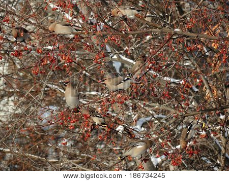 A flock of waxwings on the branches of wild apple trees on background of snow-covered branches
