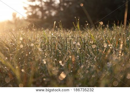 Hoarfrost on the grass in the early summer morning on farm