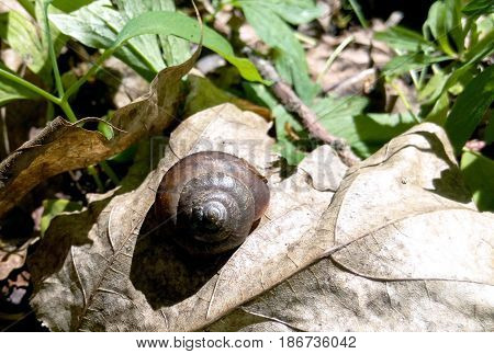A snail and a dry plant on a rusty leaf in the forest a natural photo of a large glass