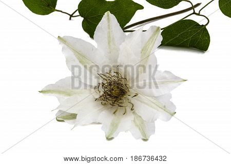 Big flower of Clematis isolated on white background