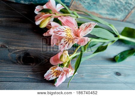 a few flowers Alstroemeria pink flowers with spotted petals on a wooden background with a very interesting texture