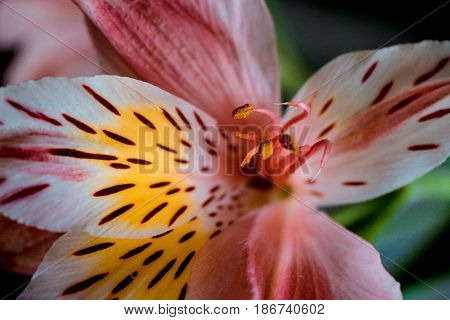 The center of the flower and Stamens pink Alstroemeria flowers with spotted petals