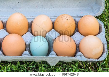8 eggs in a grey carton with 7 brown and 1 blue