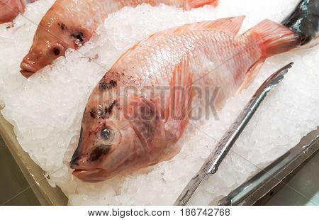 Frozen Nile Tiapia on the tray for background