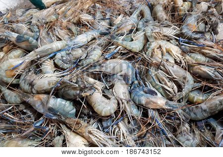Giant Malaysian prawn isolated / Macrobrachium rosenberg