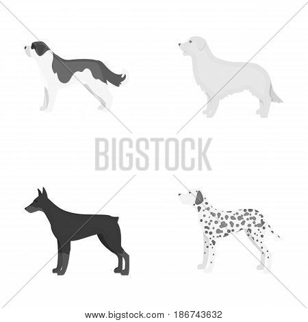St. Bernard, retriever.doberman, labrador. Dog breeds set collection icons in monochrome style vector symbol stock illustration .