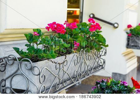 Potted red geranium flowers at restaurant entrance of european city cityscape architectural details summertime close up