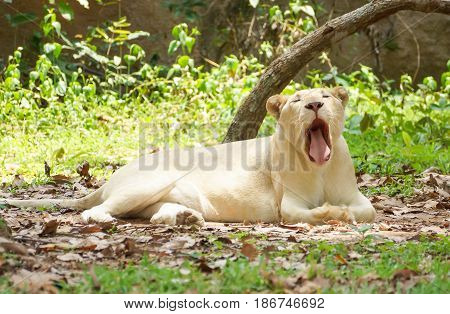 White Lion lying on the ground in an open zoo