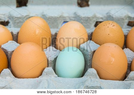 6 eggs in a grey carton with 5 brown and 1 blue and all eggs are in focus