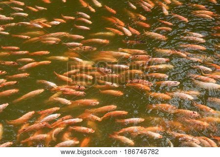 Aquaculture. A group of Nile Tiapia in the pond / Oreochromis niloticus-mossambicus