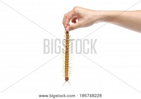 Hand holding a centipede from its tail