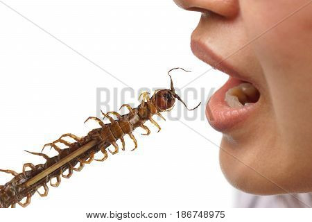 Eating a fried centipede in a wooden stick isolated / Weird food concept
