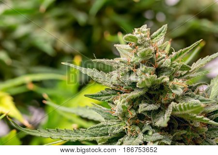Macro photos of marijuana cones with leaves covered with trichomes. The cannabis plant clse view.