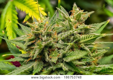 Macro photos of marijuana cones with leaves covered with trichomes. The cannabis plant clse view.