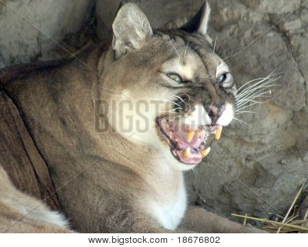Puma
