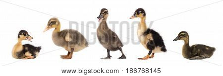 Duckling together isolated on white background. . Collage