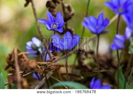 Blue Liverworts Flowers In Close Up