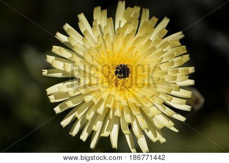 Flower of the Smooth Golden Fleece (Urospermum dalechampii)