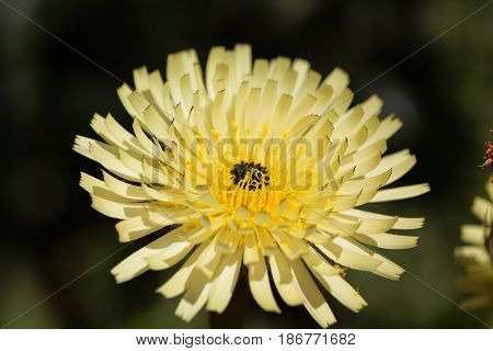 Flower of the Smooth Golden Fleece (Urospermum dalechampii)