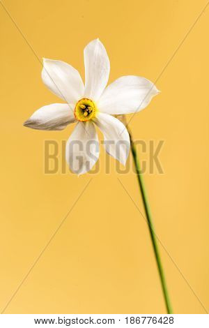 Wild narcissus stellaris. Wild flower isolated on color background.