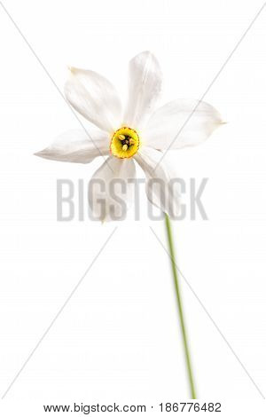 Wild narcissus stellaris. Wild flower isolated on white background.