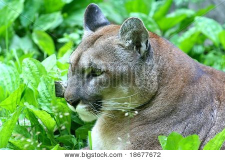 Puma