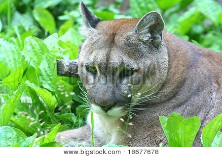 Puma