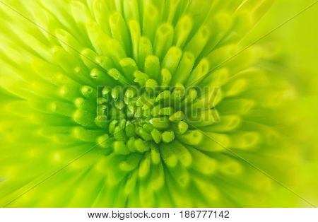 Macro of green spikes of a bright green flower