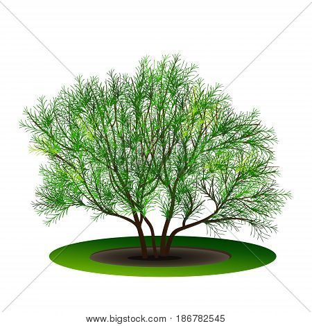 bush tamarix with green leaves and shadow on white background