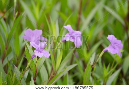 Ruellia Is Herbaceous Perennial