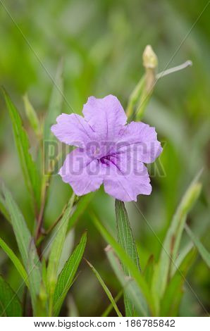 Ruellia Is Herbaceous Perennial