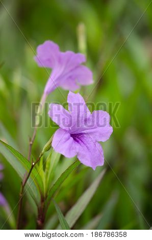 Ruellia Is Herbaceous Perennial