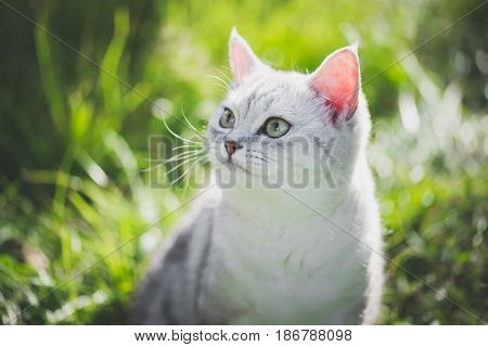 close up of cute American Short Hair cat looking up on green grass