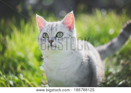close up of cute American Short Hair cat looking up on green grass