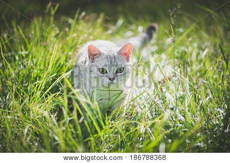 Cute American Short Hair cat playing on green grass